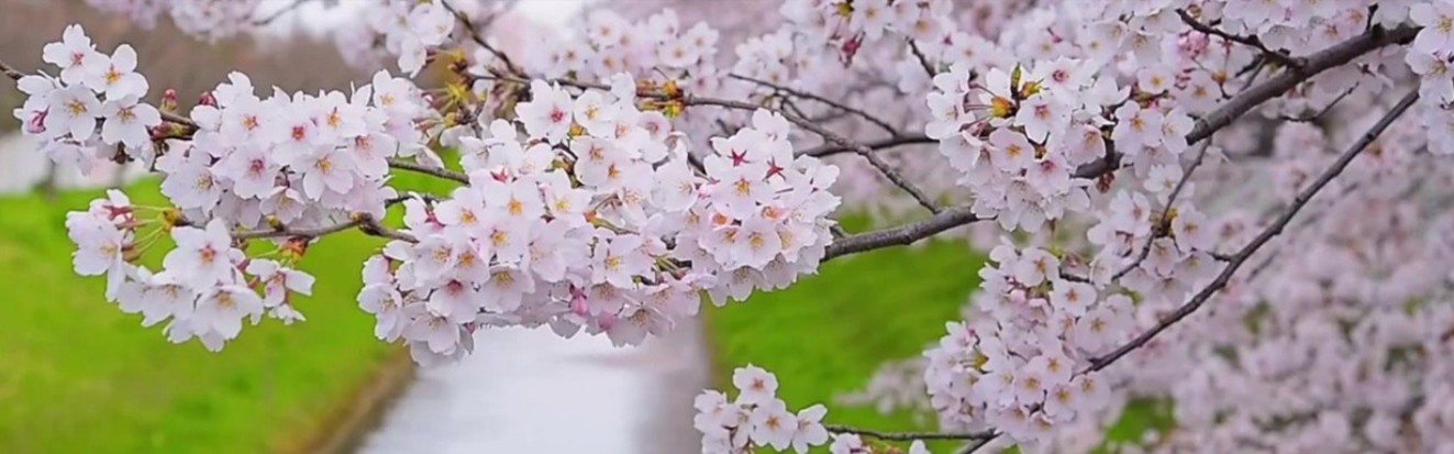 cherry blossom tree